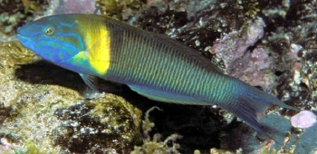  Thalassoma newtoni (Newton’s Wrasse)